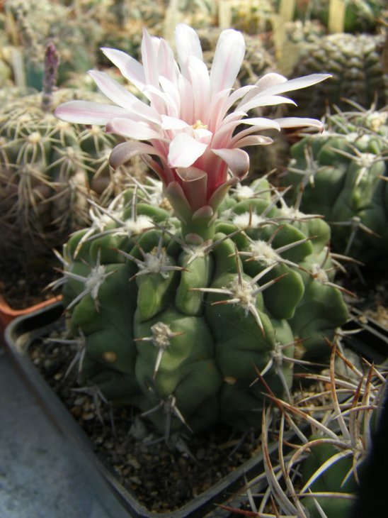 G.mostii