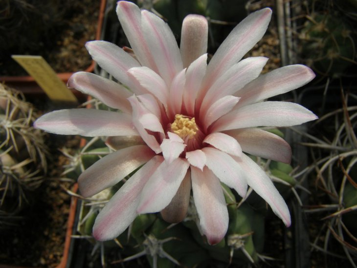 G.mostii