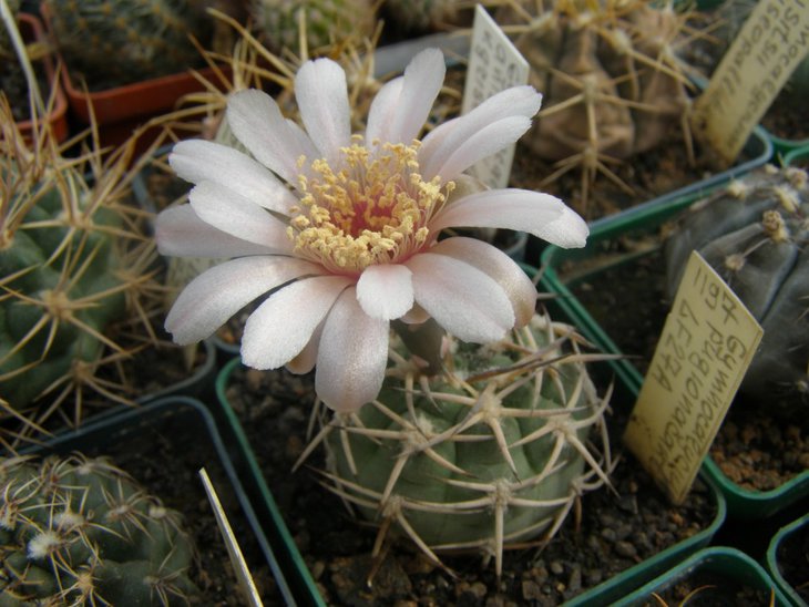 G.pugionacanthum LF27A