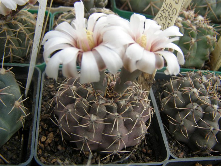 G.stellatum JPR95-188\57