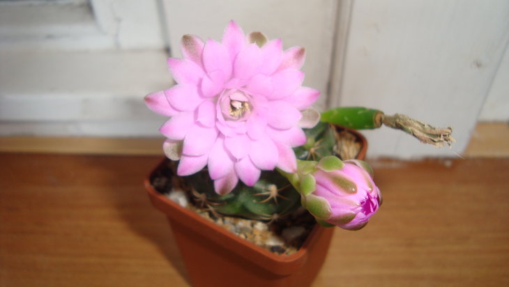 G. damsii v. rotondum (растение от Юрия Рыженко)