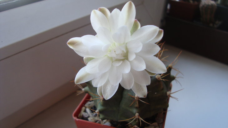 G. anisitsii