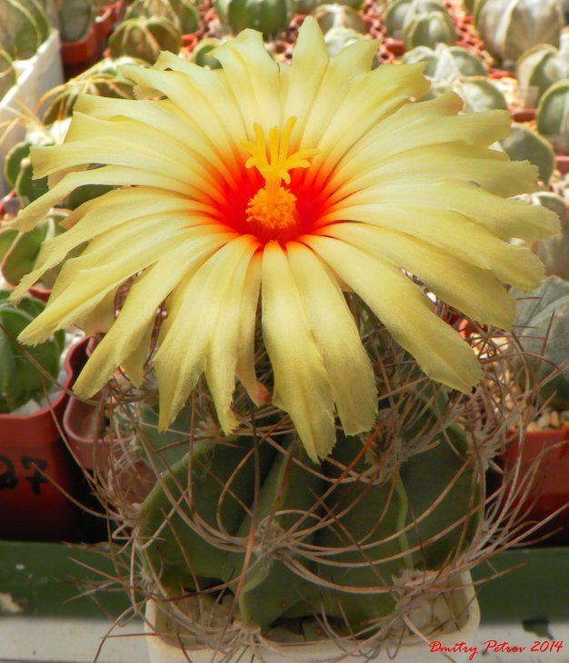 Astrophytum	senile