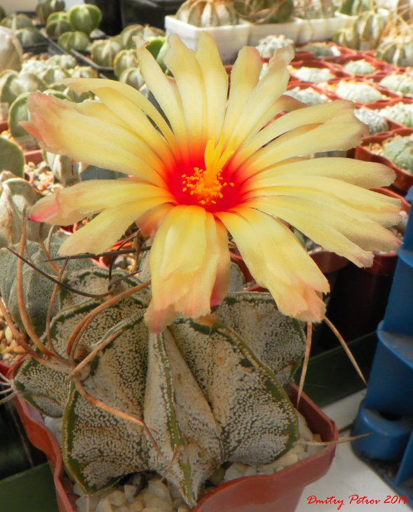 Astrophytum niveum 	`Cuatrocienagas`