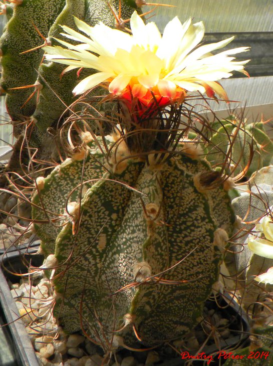Astrophytum	capricorne