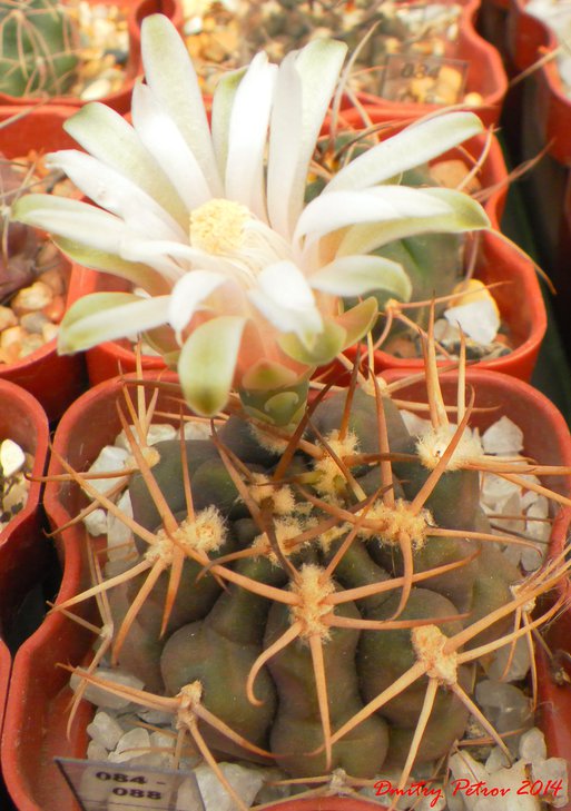Gymnocalycium	depressum<br />первое цветение