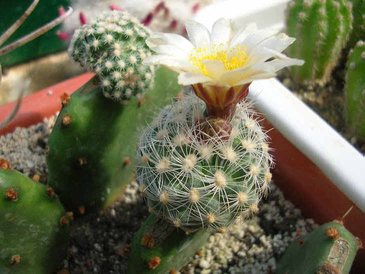 pediocactus paradinei - польовий номер десь є...
