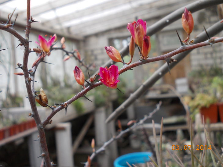 Alluaudiopsis marnierana