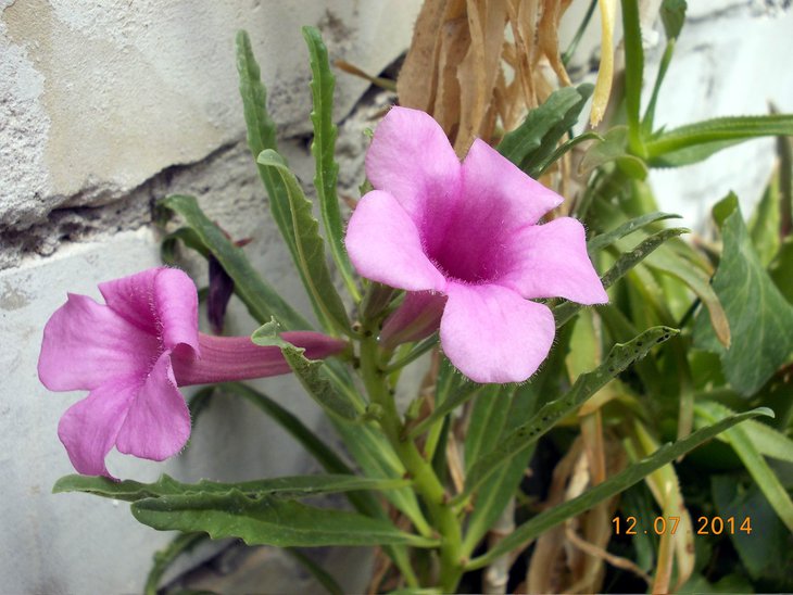 Pterodiscus speciosus