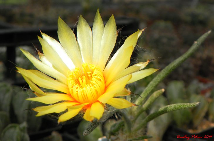 Astrophytum caput-medusae GA 136