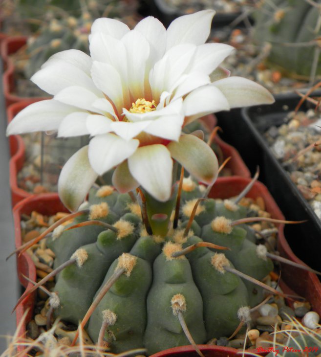 Gymnocalycium vatteri monospinum
