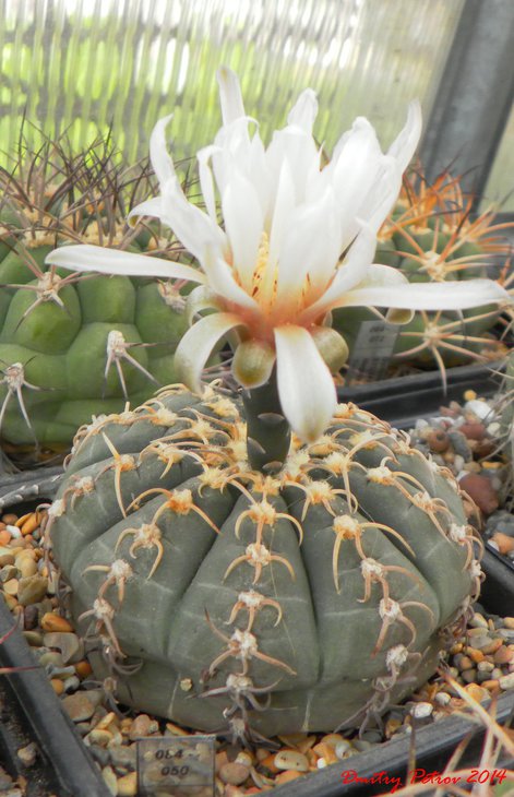 Gymnocalycium	quehlianum