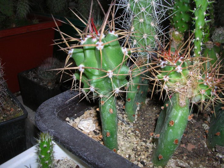 ecce triglochidiatus_SB233.JPG