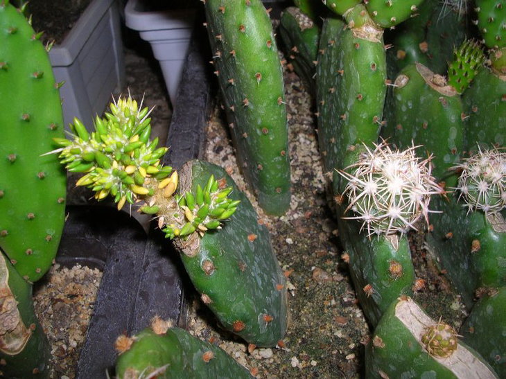 maihuenia pataginica+echinomastuses.JPG