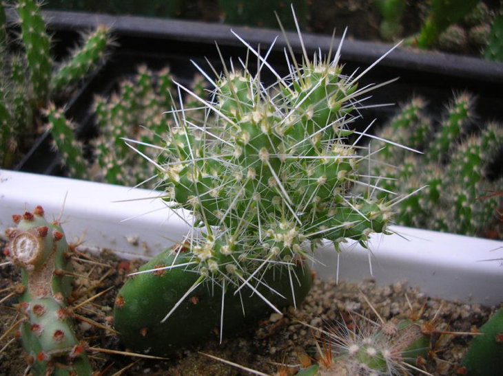 opu_whipplei_v.multigeniculata MG.JPG