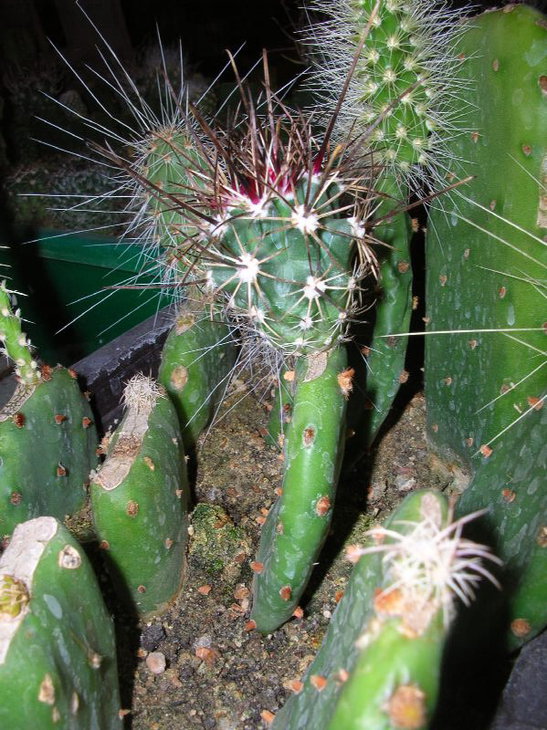 scler_parviflorus.JPG