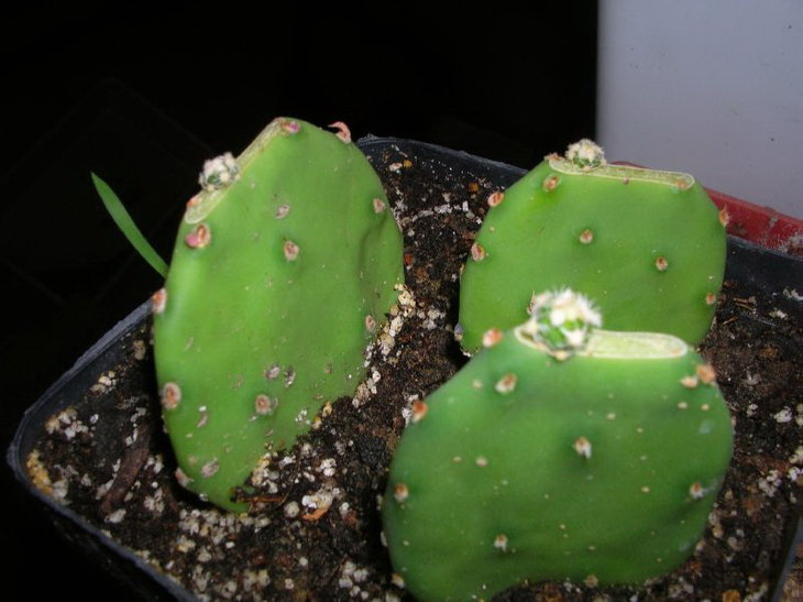 pediocactus winklerii_2weeks.JPG