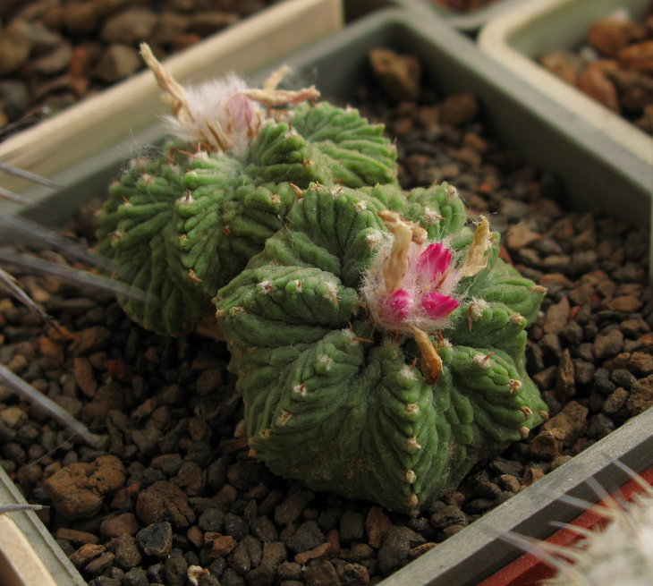 Aztekium ritteri, бутоны
