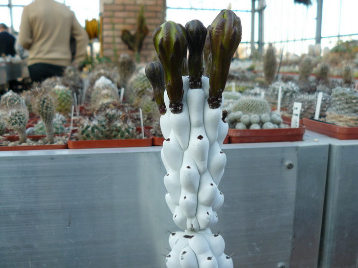 Hertrichocereus beneckei