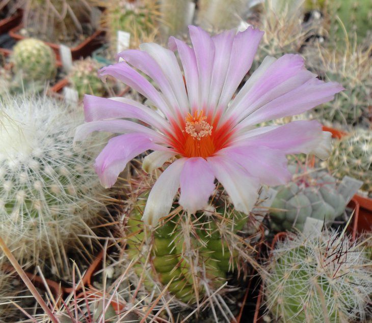 Thelocactus wagnerianus