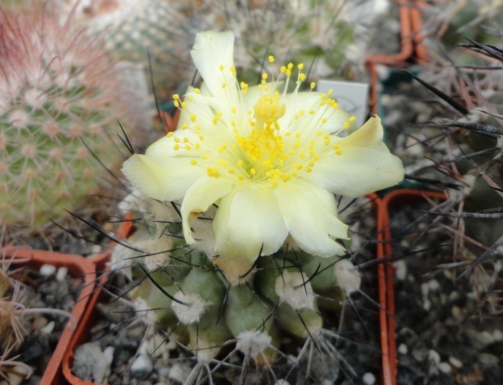 Copiapoa longispina
