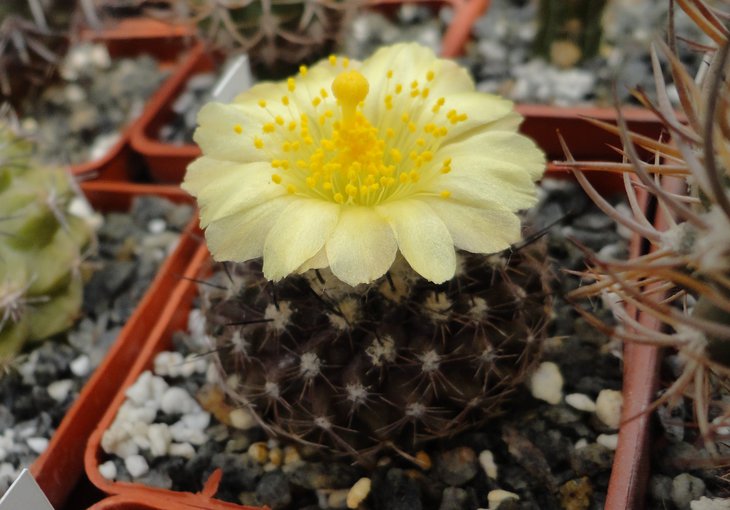Copiapoa tenuissima