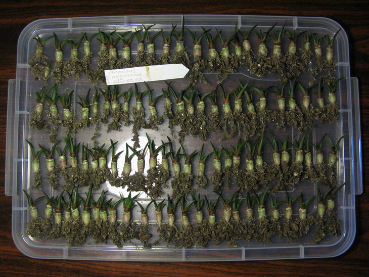 A.furfuraceus.jpg