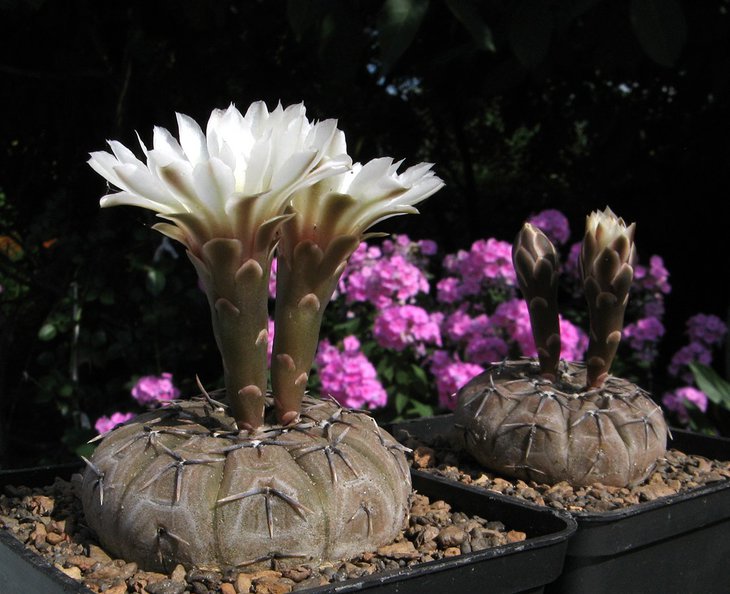 G.bodenbenderianum_platygonum_1.JPG