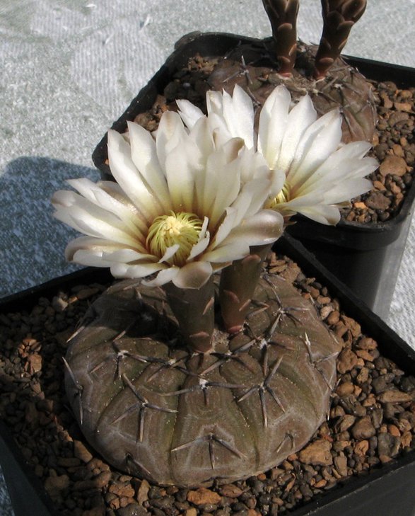 G.bodenbenderianum_platygonum_2.JPG
