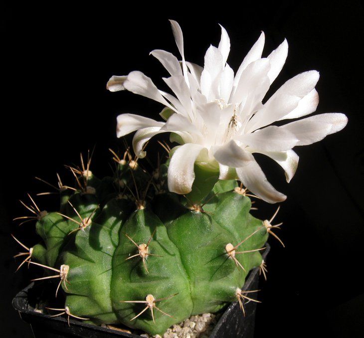 Gymnocallycium anisitsii WK1011.JPG