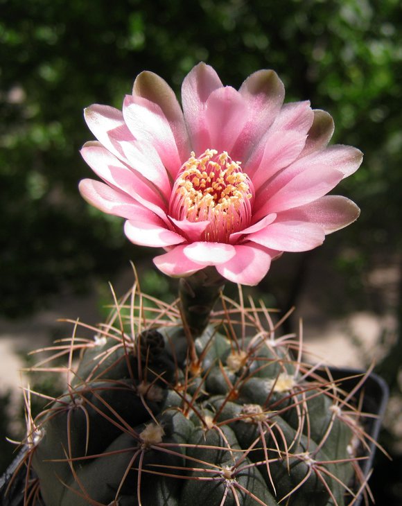 Gymnocallycium baldianum BKS 108.JPG