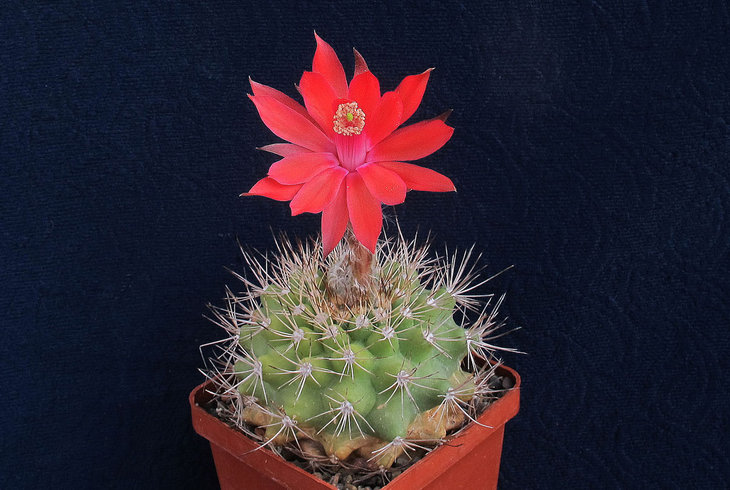 Submatucana calliantha