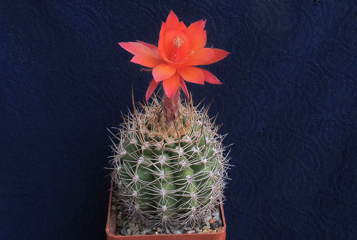 Submatucana formosa