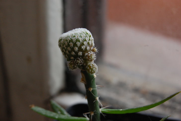 DSC_2689.JPG