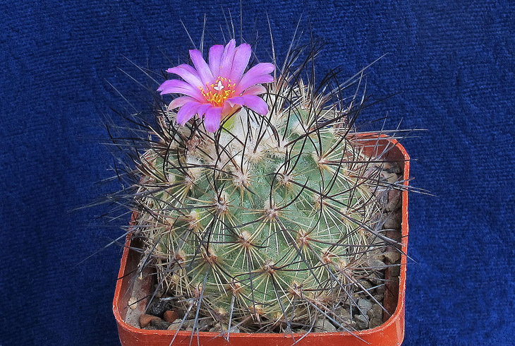 Gymnocactus vereckii