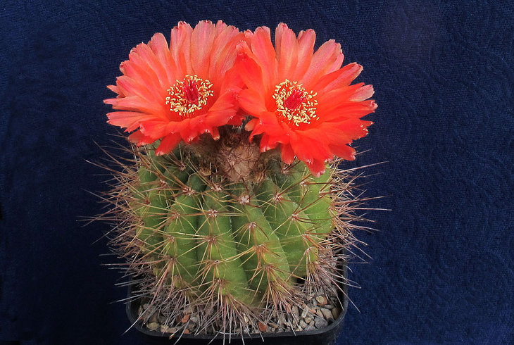 Notocactus ottonis v_vencluianus