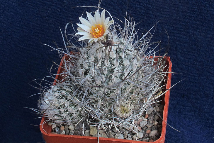 Turbinicarpus dickisoniae