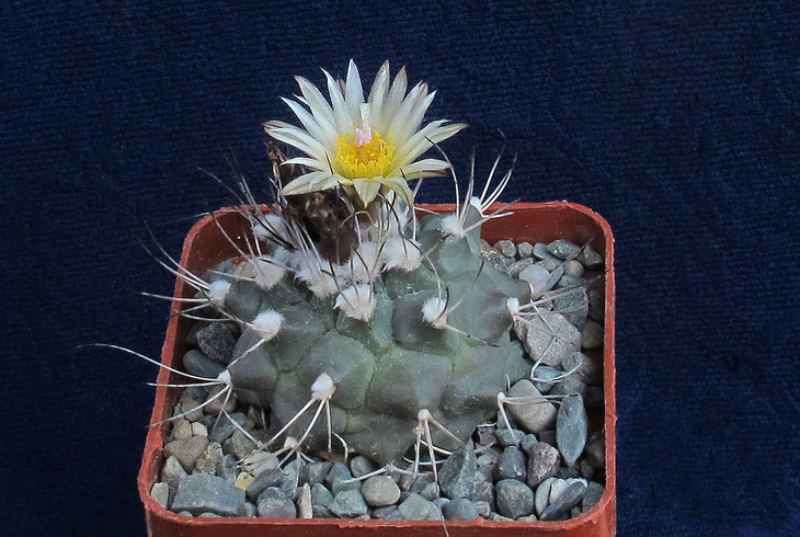 Turbinicarpus swobodae