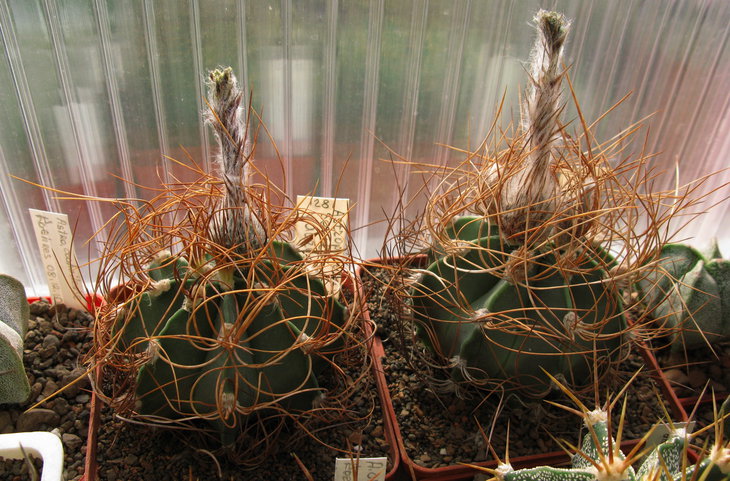 A.senile v.aureum