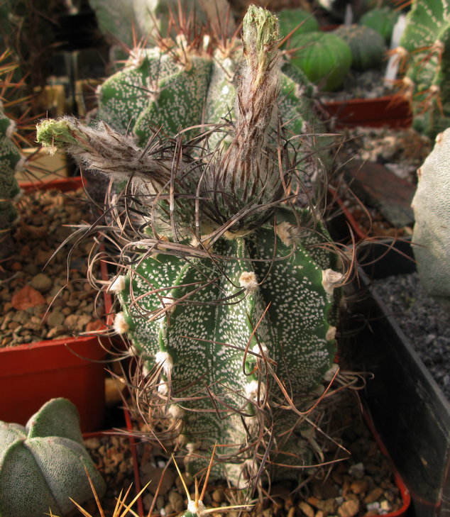 A.capricorne