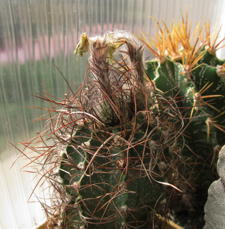 A.capricorne v.minor