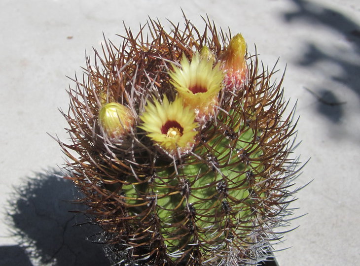 Pyrrhocactus bulbocalyx