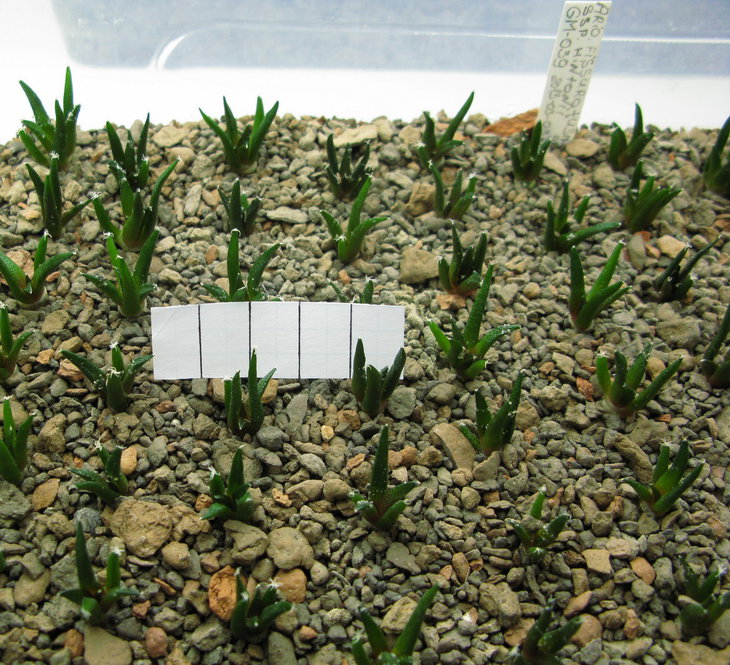 A.fiss.ssp. hintonii
