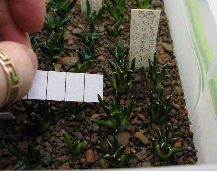 A.kotschoubeyanus