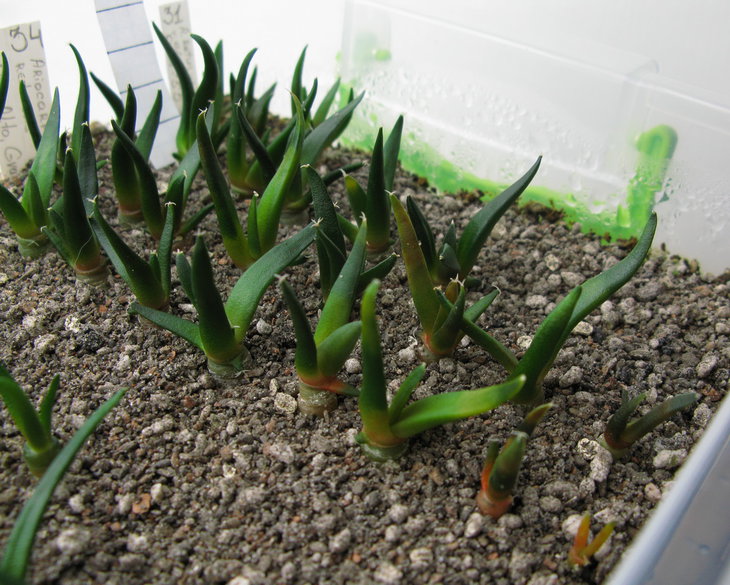 Цветные A.retusus