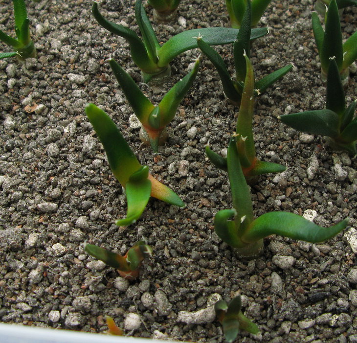 Цветные A.retusus