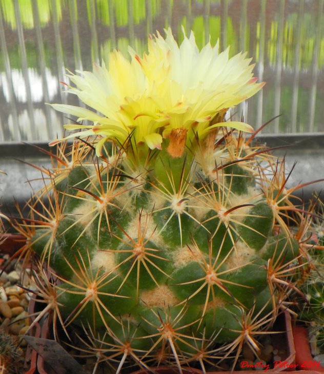 Coryphantha	bumamma