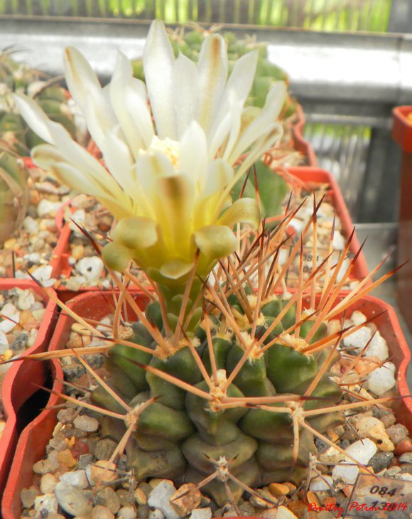 Gymnocalycium	schickendantzii	P17
