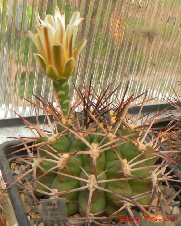 Gymnocalycium	schickendantzii		GN 915\300 Questa Cebla