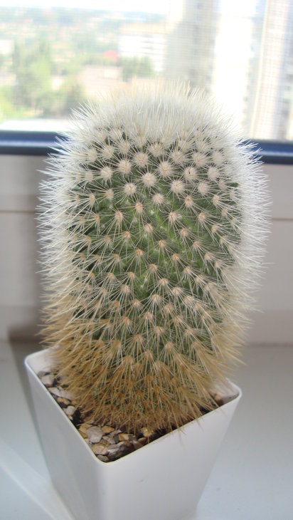 кактусы 003.jpg